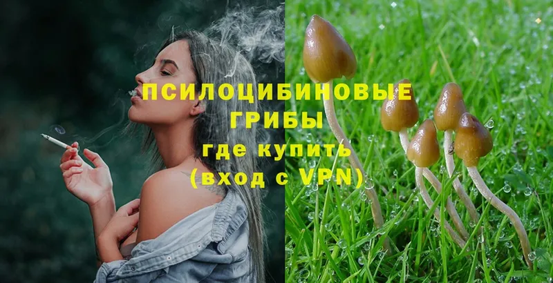 omg сайт  Алексеевка  Галлюциногенные грибы Psilocybine cubensis 